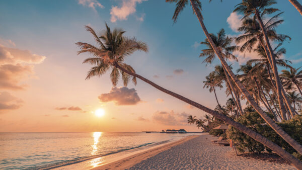 Une plage avec des palmiers et une étendue d'eau Une plage avec des palmiers et une étendue d'eau