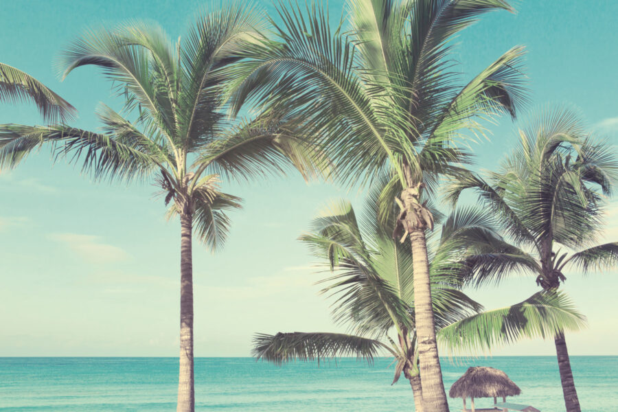 Palm trees on a beach Palm trees on a beach
