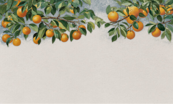 Une branche d'oranges avec des feuilles Une branche d'oranges avec des feuilles