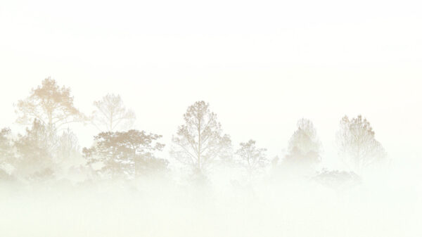 Arbres dans le brouillard Arbres dans le brouillard