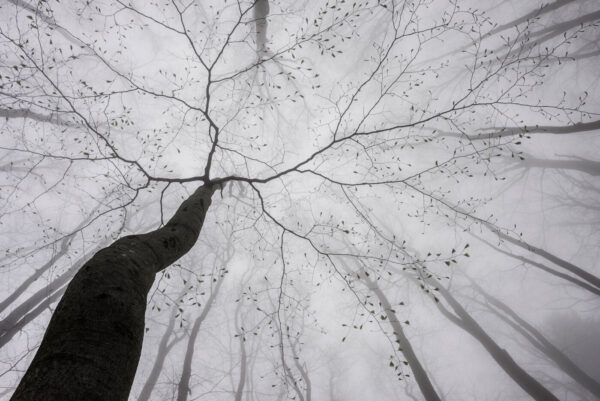 Regarder les arbres dans le brouillard Regarder les arbres dans le brouillard
