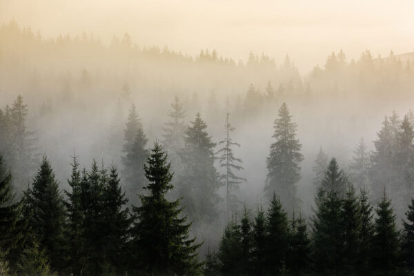 Foggy forest with trees Foggy forest with trees