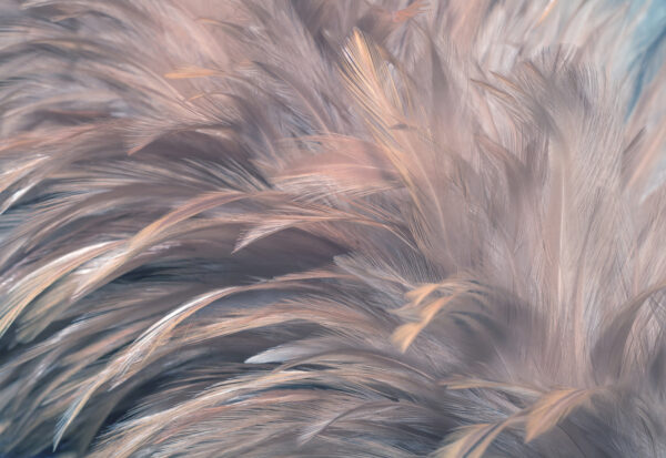 Textures de plumes douces et délicates. Textures de plumes douces et délicates.