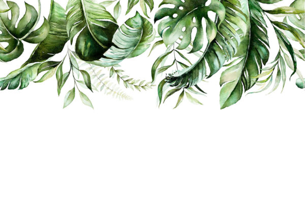 Rangée de feuilles vertes Rangée de feuilles vertes