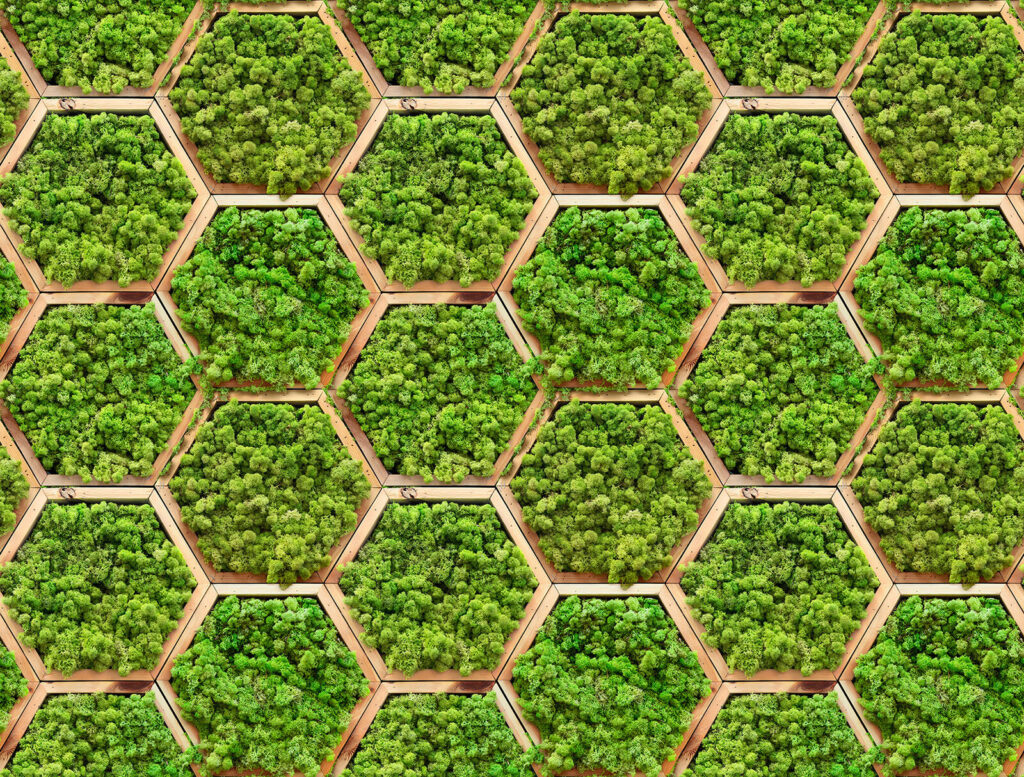 Mur de plantes en hexagones Mur de plantes en hexagones