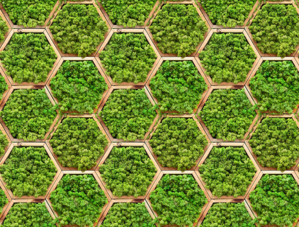 Mur de plantes en hexagones Mur de plantes en hexagones