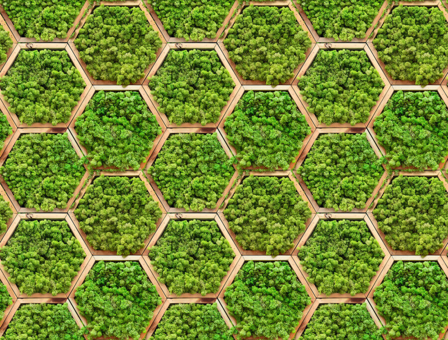Mur de plantes en hexagones Mur de plantes en hexagones