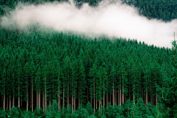 Une forêt d'arbres avec du brouillard Une forêt d'arbres avec du brouillard