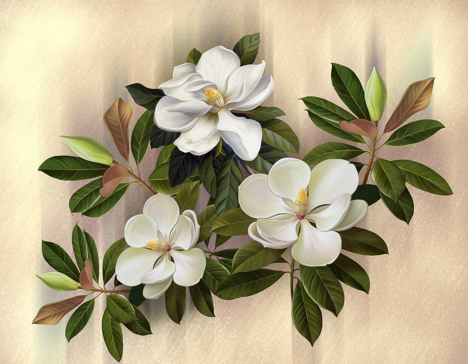 Magnifiques fleurs de magnolia en exposition u95014p - Magnifiques fleurs de magnolia en exposition - tegory
