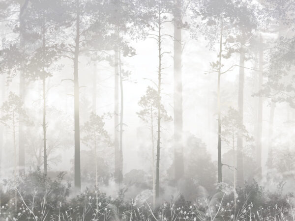 Forêt brumeuse avec de grands arbres Forêt brumeuse avec de grands arbres