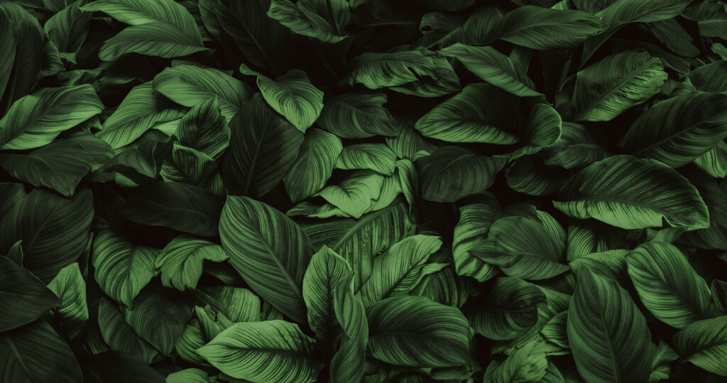 Grandes feuilles vertes Grandes feuilles vertes