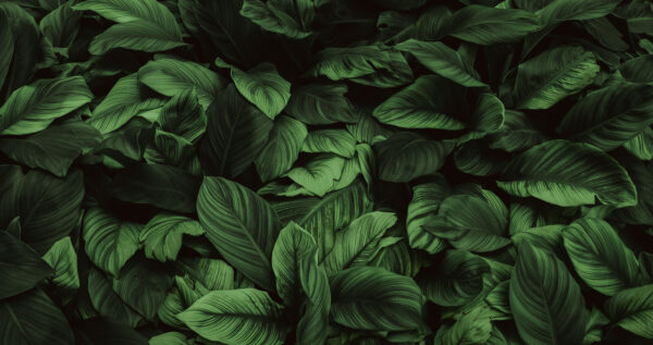 Grandes feuilles vertes Grandes feuilles vertes