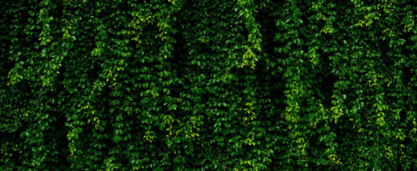 Mur de feuilles vertes Mur de feuilles vertes