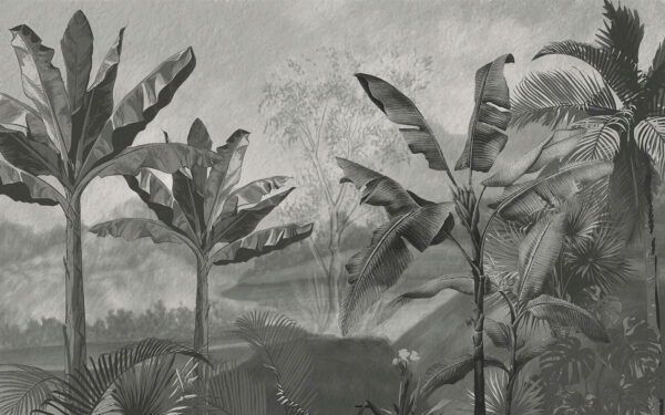 Image en noir et blanc d'une forêt tropicale Image en noir et blanc d'une forêt tropicale