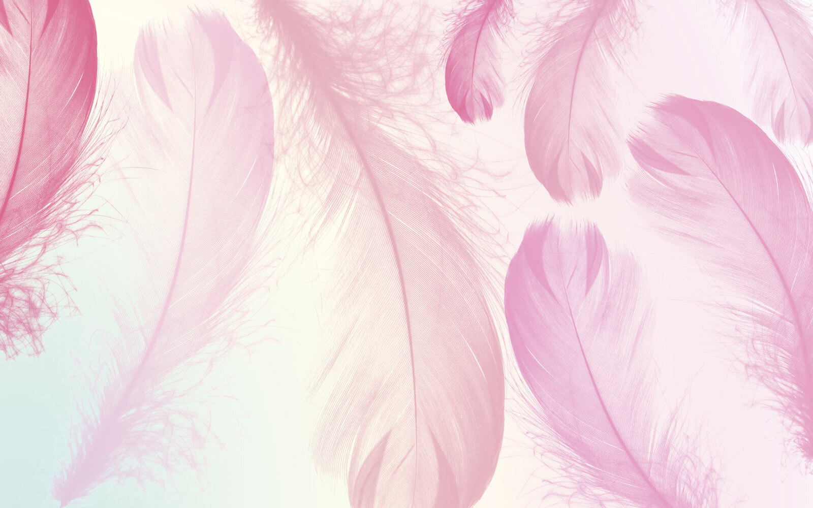 u94299p - Groupe de plumes roses - tegory