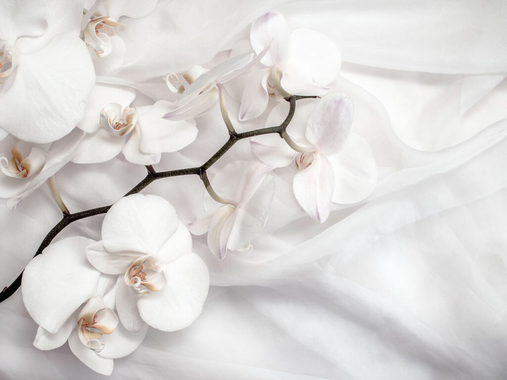 Orchidées blanches sur un tissu blanc u94056p 1024x768 - Orchidées blanches sur un tissu blanc