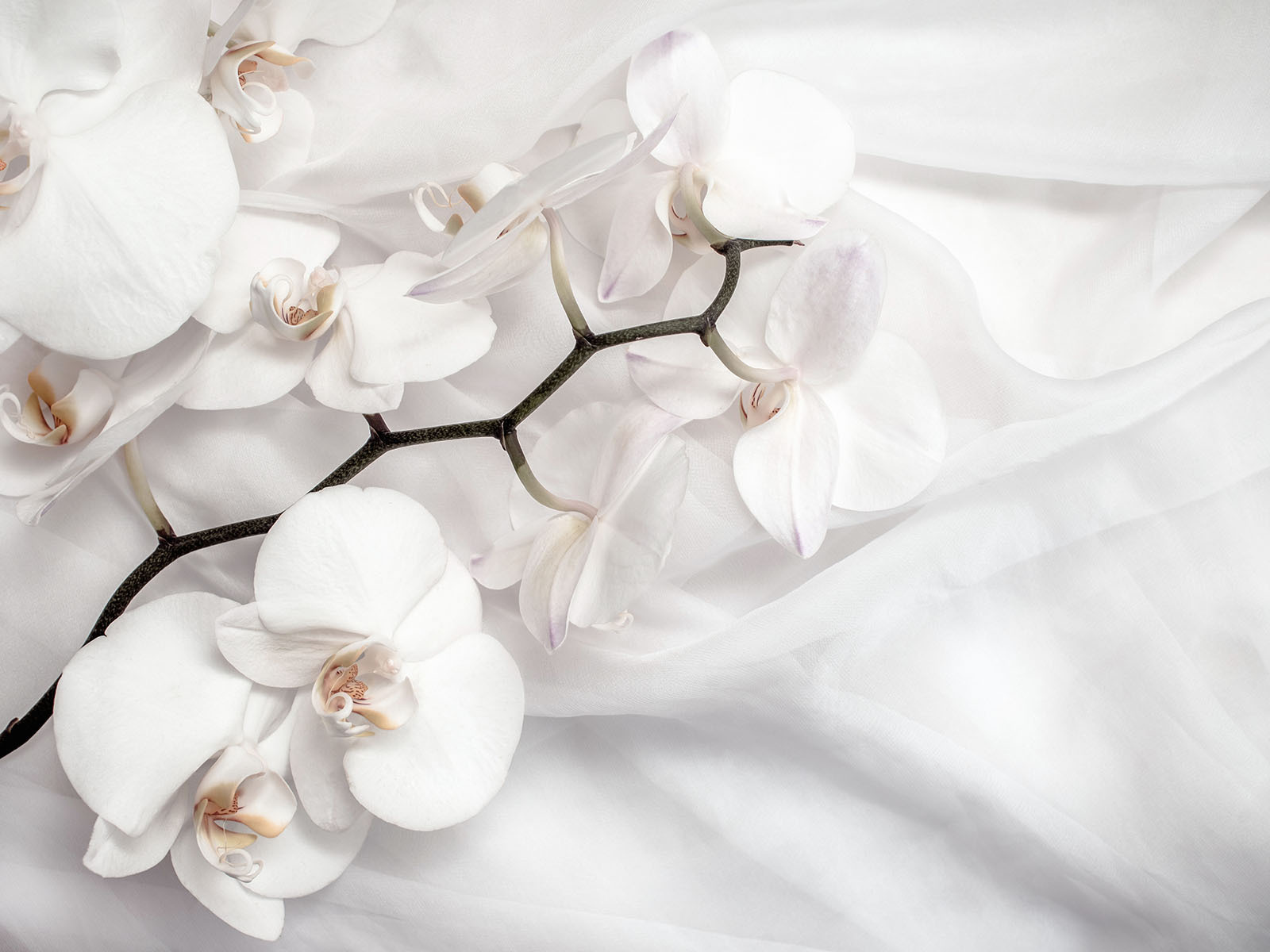 Orchidées blanches sur un tissu blanc u94056p - Orchidées blanches sur un tissu blanc