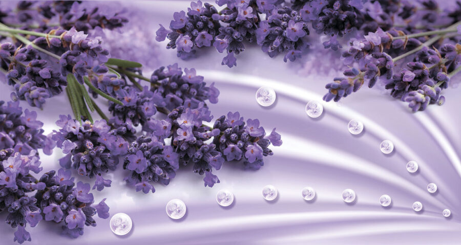 Fleurs violettes sur fond blanc