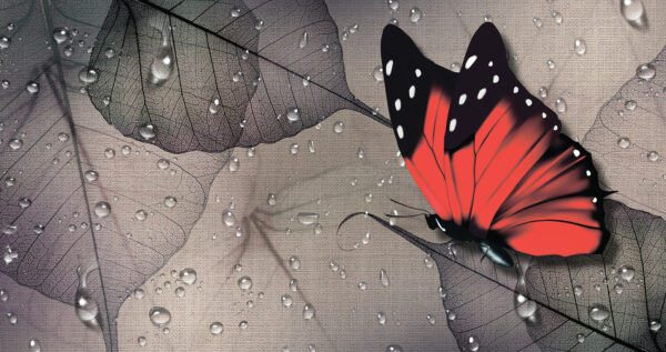 Papillon sur une feuille Papillon sur une feuille