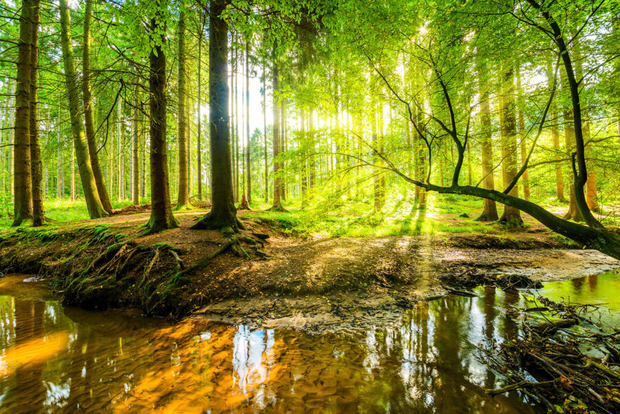 Ruisseau dans une forêt