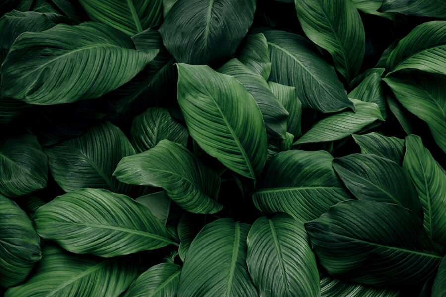 Grandes feuilles vertes Grandes feuilles vertes