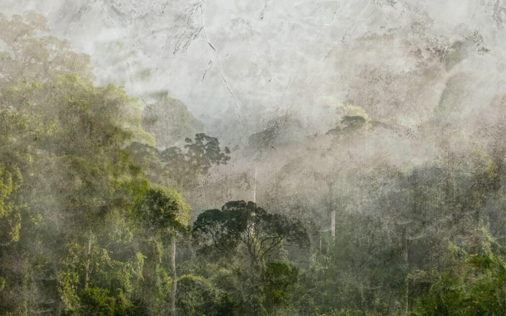 Forêt brumeuse avec des arbres Forêt brumeuse avec des arbres