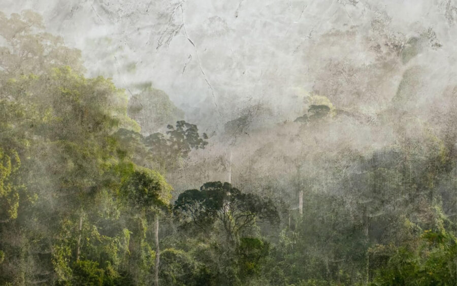 Forêt brumeuse avec des arbres