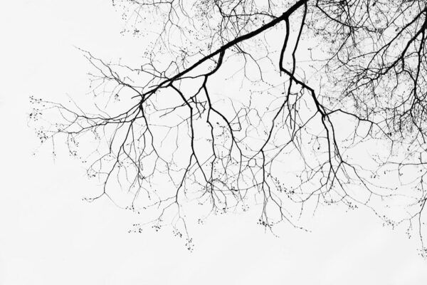Branche d'arbre sans feuilles Branche d'arbre sans feuilles