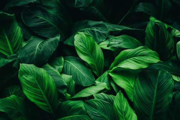 Groupe de grandes feuilles vertes Groupe de grandes feuilles vertes