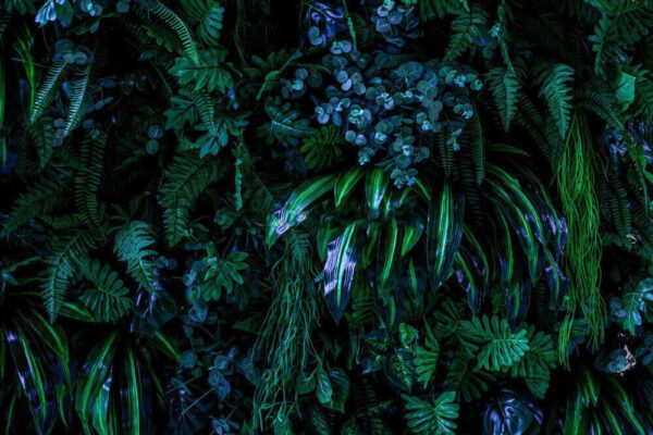 Groupe de plantes vertes Groupe de plantes vertes