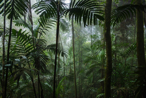 Forêt dense avec de grands arbres Forêt dense avec de grands arbres