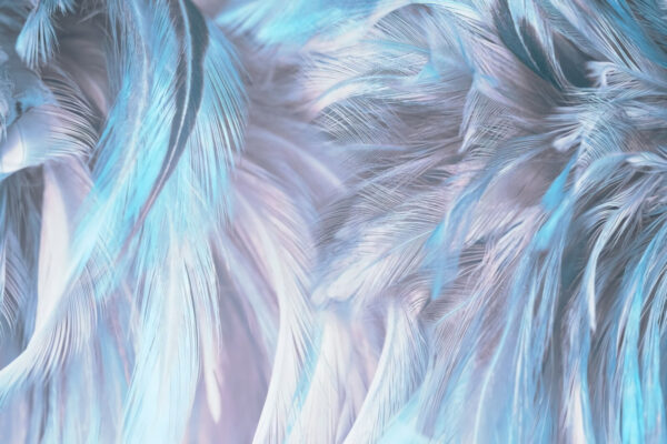 Des plumes douces et pastel dans de douces vagues. Des plumes douces et pastel dans de douces vagues.