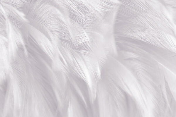 Des plumes délicates qui se fondent doucement les unes dans les autres. Des plumes délicates qui se fondent doucement les unes dans les autres.