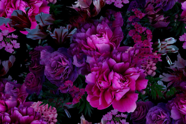 Groupe de fleurs violettes Groupe de fleurs violettes