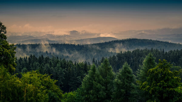 Forêt avec brouillard et nuages Forêt avec brouillard et nuages