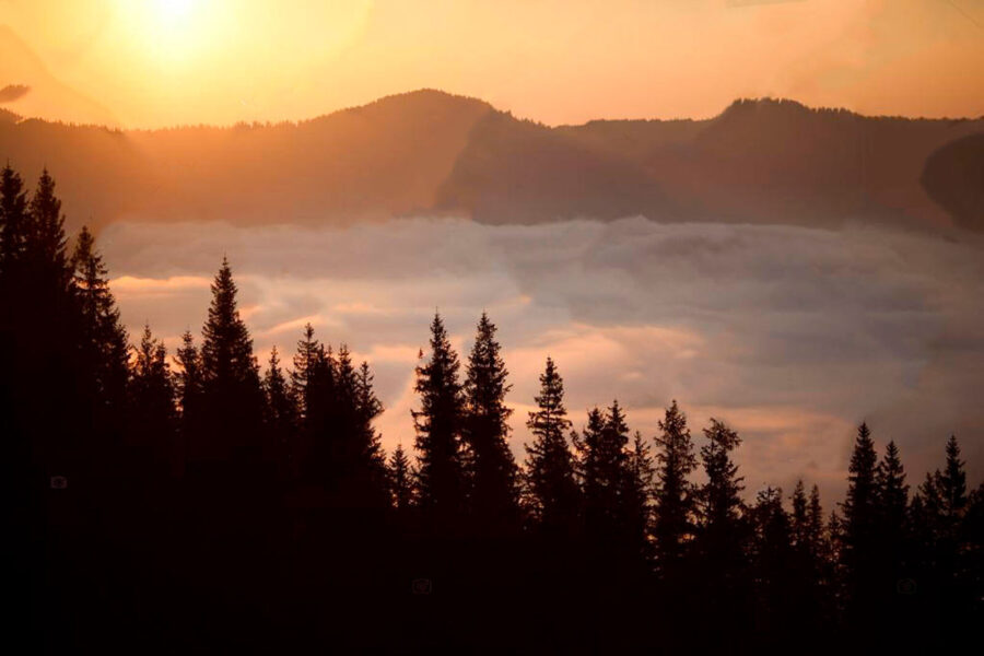 Groupe d'arbres avec le soleil couchant derrière eux
