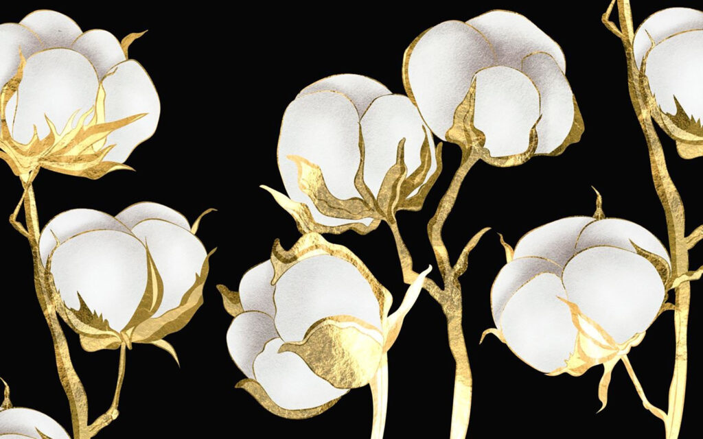 Fleurs de coton sur fond sombre Fleurs de coton sur fond sombre