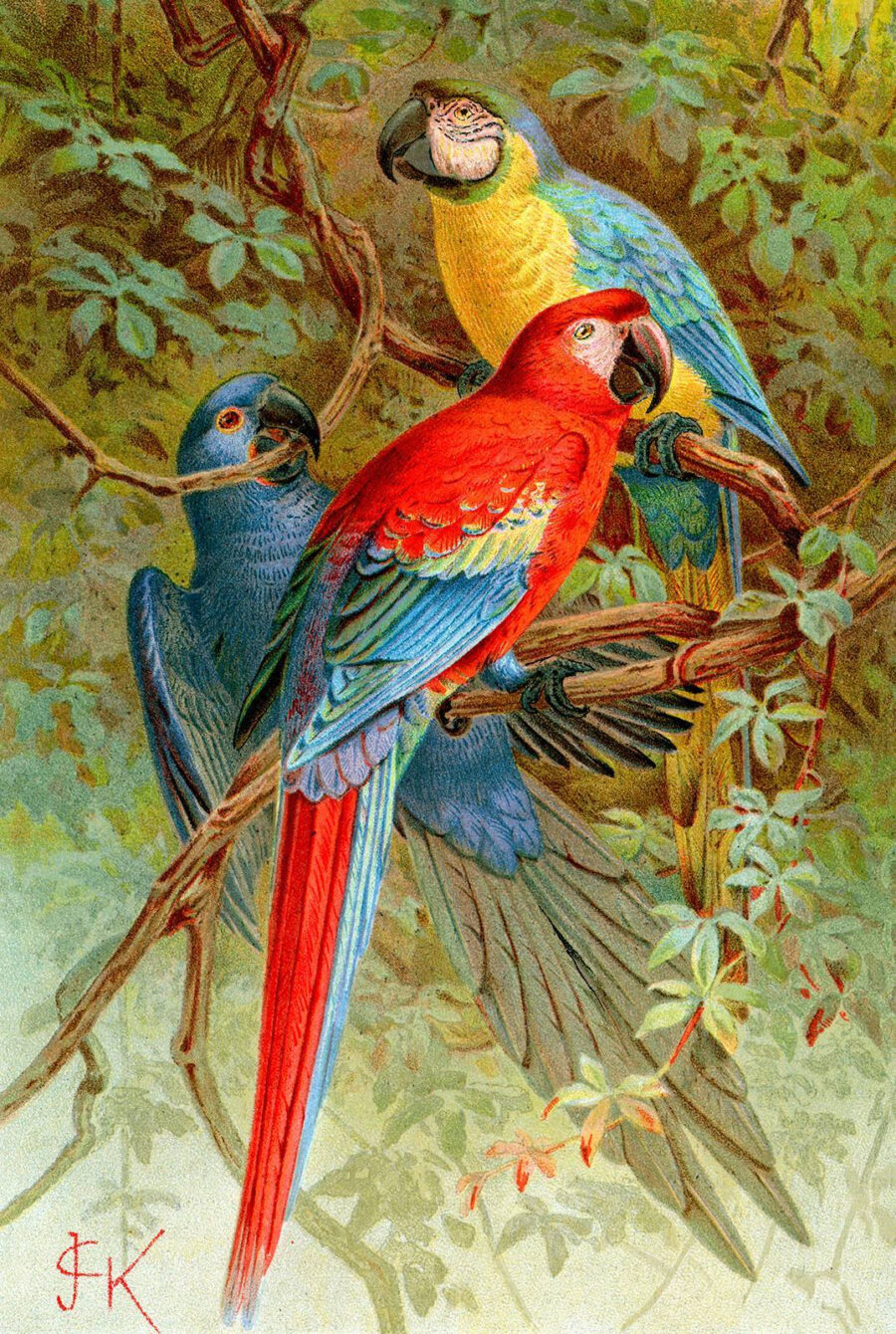 Groupe d'oiseaux colorés sur une branche d'arbre u71620p 900x1340 - Groupe d'oiseaux colorés sur une branche d'arbre - tegory