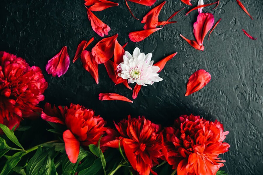 Groupe de fleurs rouges avec pétales sur une surface noire