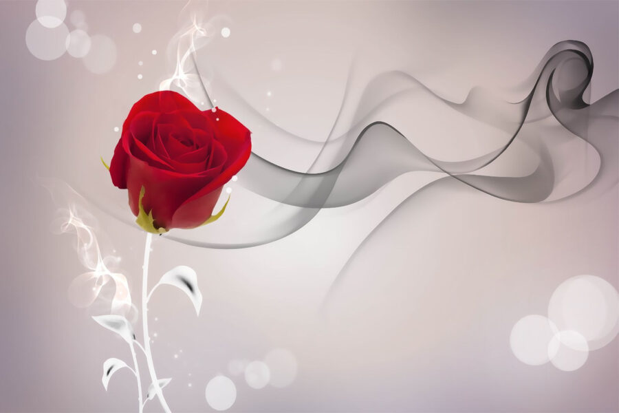 Rose rouge avec fumée