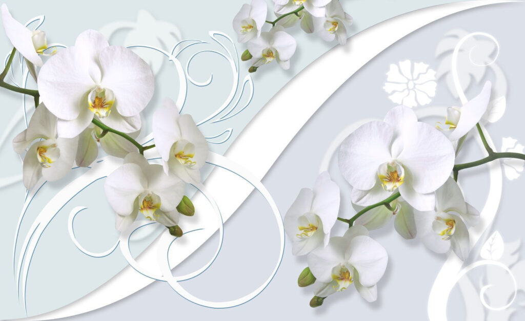 De belles orchidées sur un fond doux De belles orchidées sur un fond doux