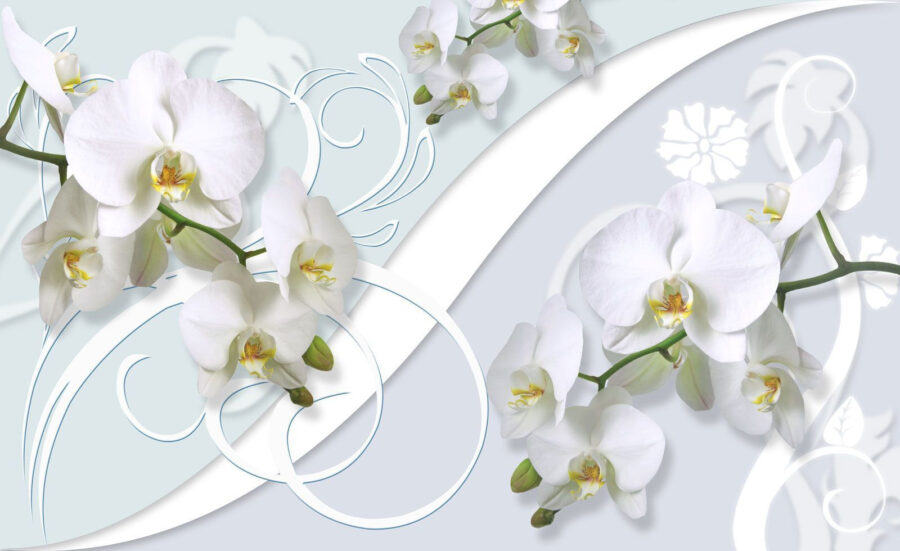 De belles orchidées sur un fond doux
