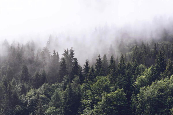 Forêt d'arbres avec brouillard Forêt d'arbres avec brouillard
