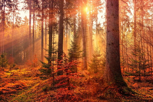 Le soleil brille à travers les arbres Le soleil brille à travers les arbres