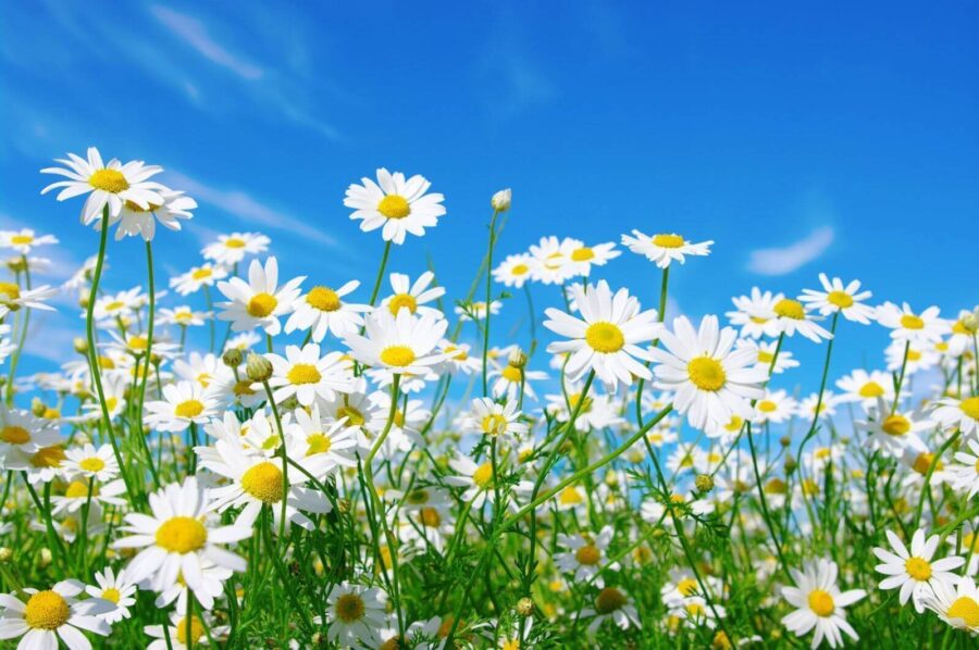 Champ de fleurs blanches et jaunes