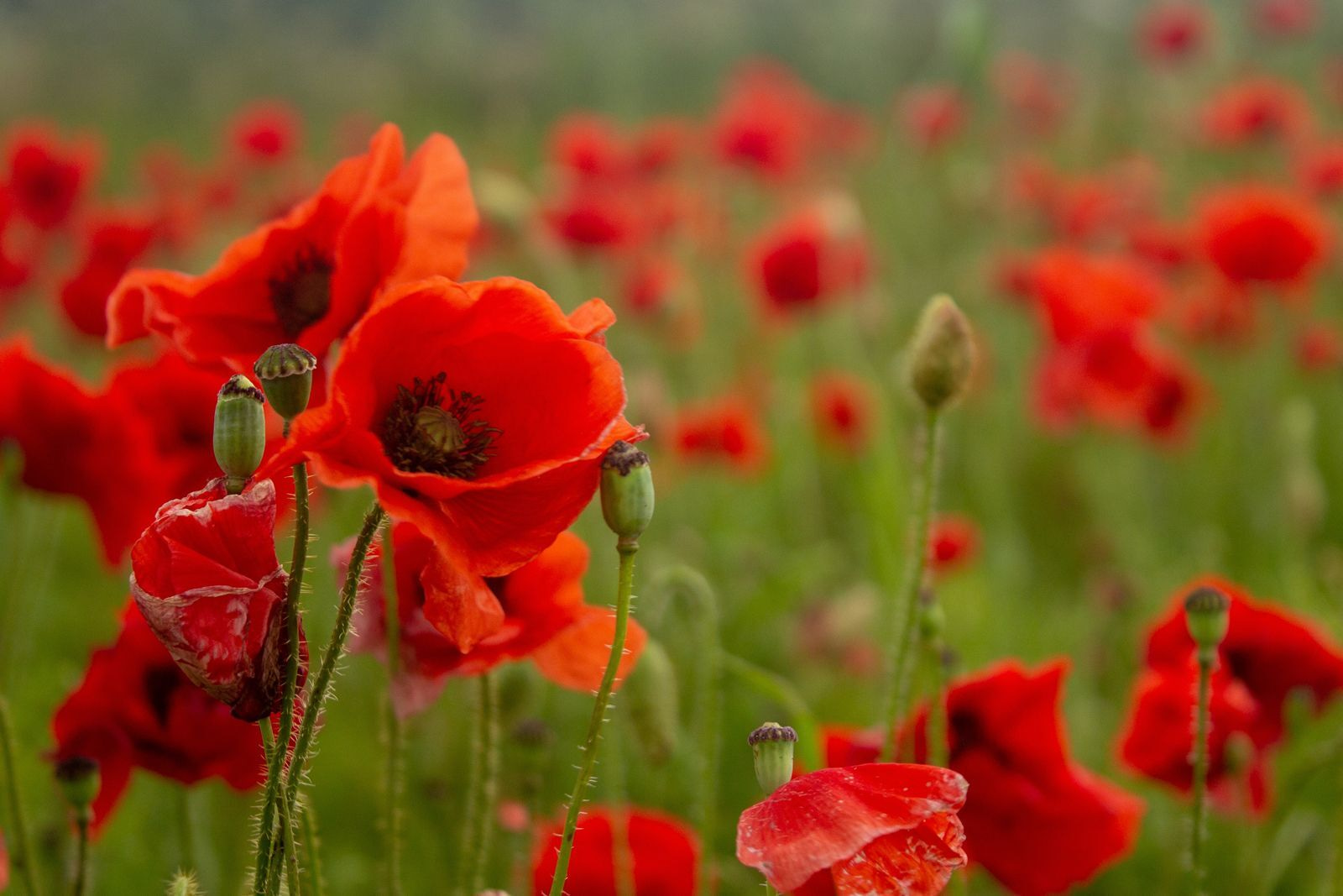 Champ de fleurs rouges u61697p - Champ de fleurs rouges - tegory