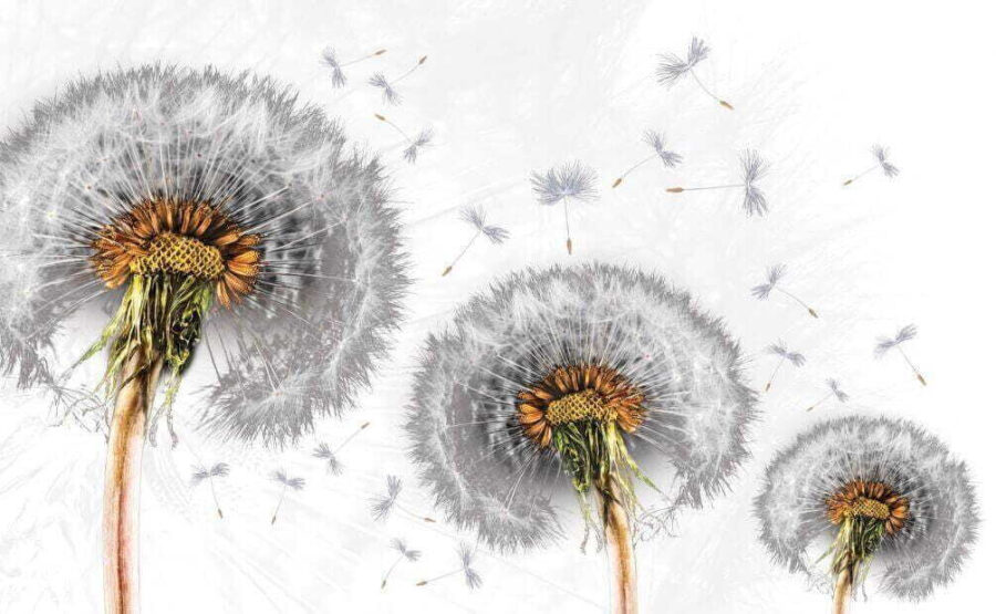 Pissenlits se dispersant dans la brise.
