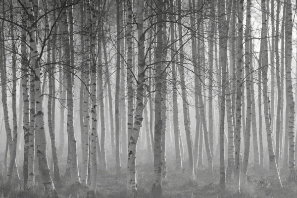 Groupe d'arbres dans une forêt Groupe d'arbres dans une forêt