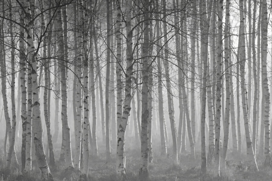Groupe d'arbres dans une forêt Groupe d'arbres dans une forêt