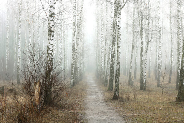 Chemin à travers une forêt Chemin à travers une forêt